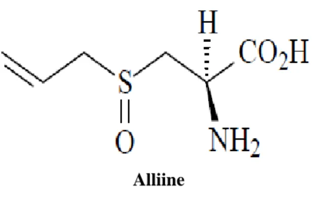 Figure n° 9: Structure chimique de principal composant de l'ail intact (Bruneton, 1999)