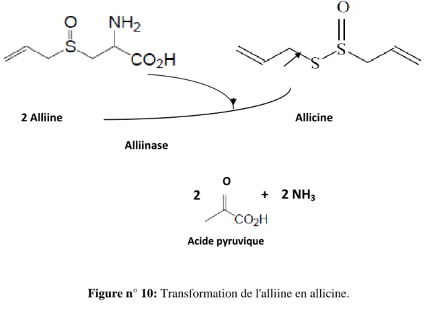 Figure n° 10: Transformation de l'alliine en allicine. 