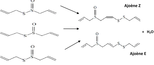 Figure n° 12: Transformation de l’allicine en  l’ajoènes. 