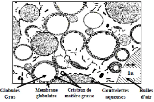 Figure 01 : Microstructure du beurre à température ambiante (Walstra et al., 1999) . 