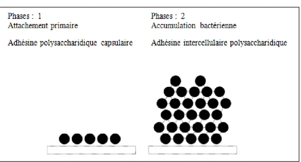 Figure 01 : Phases de la formation de biofilm de S. epidermidis (Mack, 1999). 