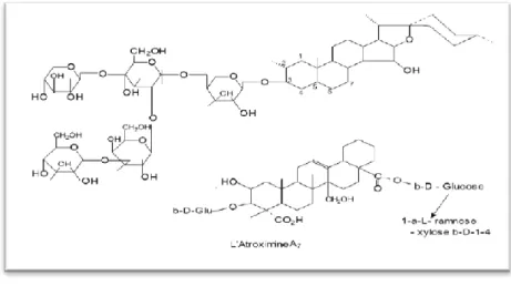 Figure n° 06: structure chimique des saponines  [33]. 