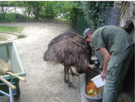 Figure 1 : Lionel déposant la nourriture des émeus, Ménagerie du Jardin des Plantes, 5 septembre 2007 