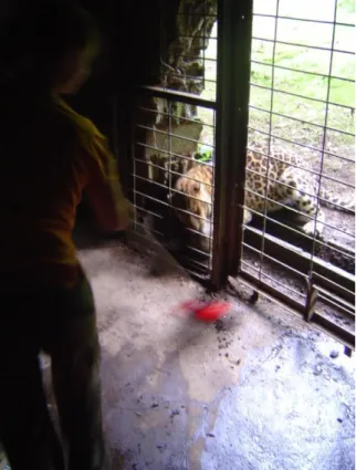 Figure 4 : Stéphanie dans son travail de soigneuse, parfois dangereux, zoo de Pont Scorff, 27 juillet 2007 