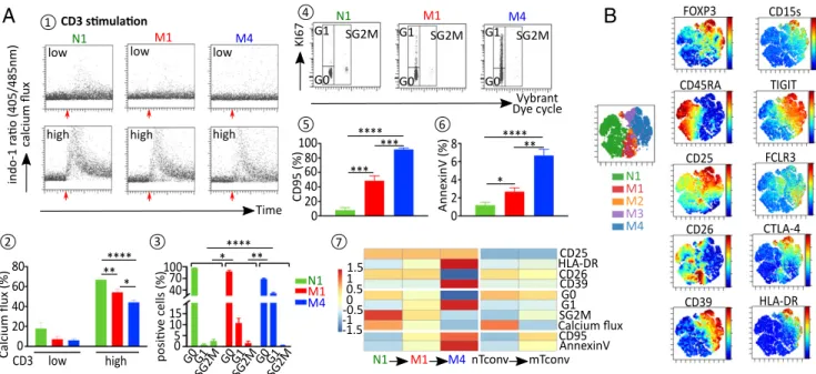 Fig. 3. Expressions of regulatory markers are correlated with nTreg cell cycle evolution