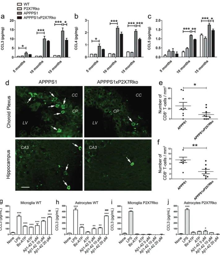 Fig. 5 P2X7R de ﬁ ciency decreases CCL3, CCL4, and CCL5 pro- pro-duction and CD8 + T cell recruitment induced by A β peptides