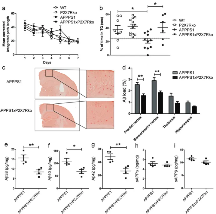 Fig. 2 P2X7R de ﬁ ciency improves memory impairments and decrea- decrea-ses A β load in APPPS1 mice