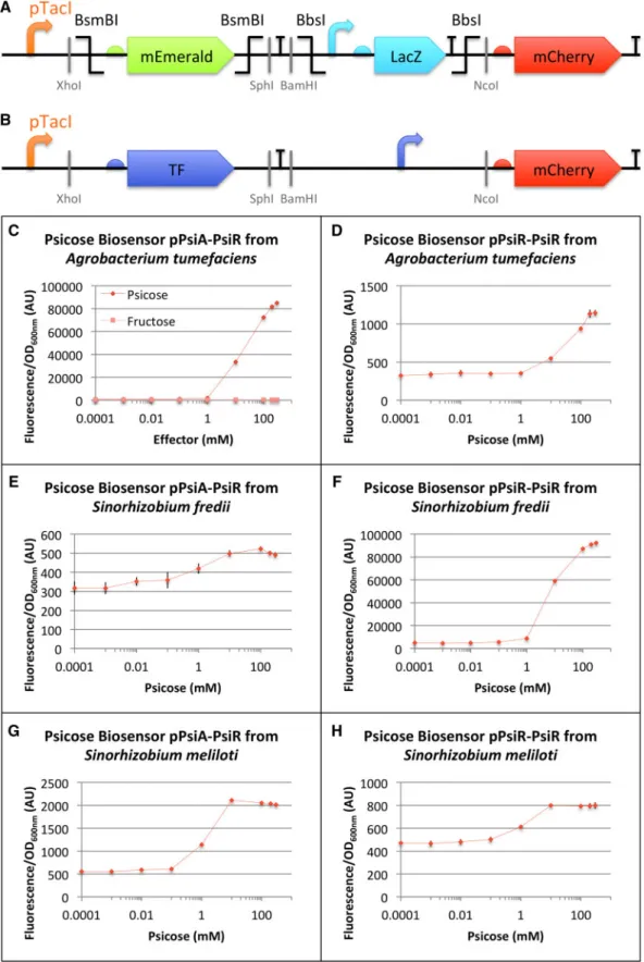 Figure 1. Design and characterization of six psicose biosensors. (A) Schematic representation of the UBC used as a platform to build the psicose biosensors (B)