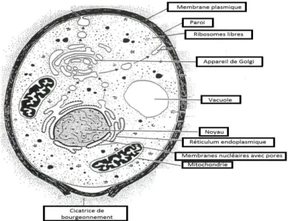 Figure 6 : Structure d'une cellule de levure Saccharomyces cerevisiae (Sylvie,  2018) 