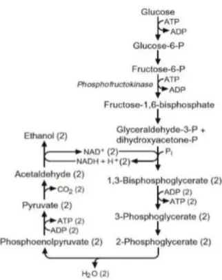 Figure 8 : schéma de la glycolyse (fermentation) (Fritsche, 1972) 