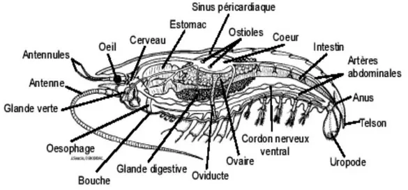 Figure 09 : Anatomie interne de la crevette rouge Aristeus antennatus  (Risso, 1816) (Houseman, 2000) 