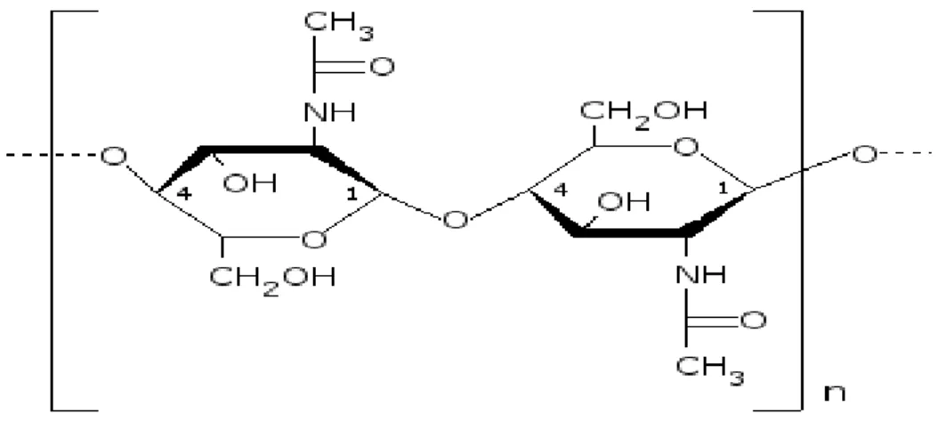 Figure 10 : Structure moléculaire de la chitine (Mrunal, 2004). 