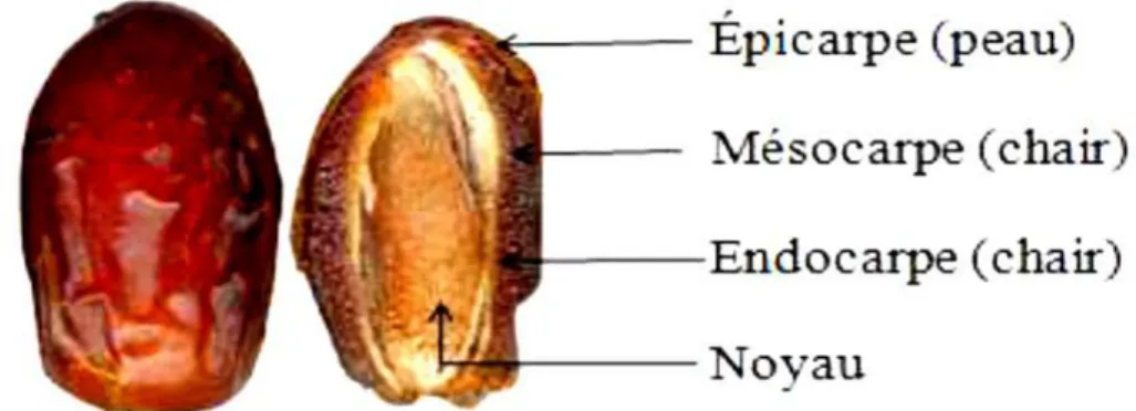 Figure n° 04: Constituant de la datte  9. Formation et maturation de la datte 