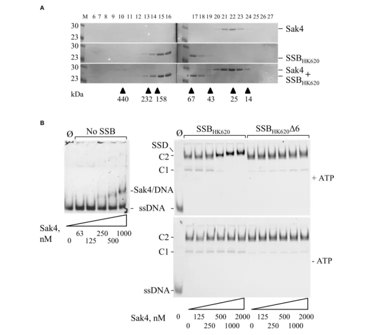 FIGURE 7 | Interaction between Sak4 and SSB-covered ssDNA. (A) Sak4 and SSB HK620 do not interact in solution
