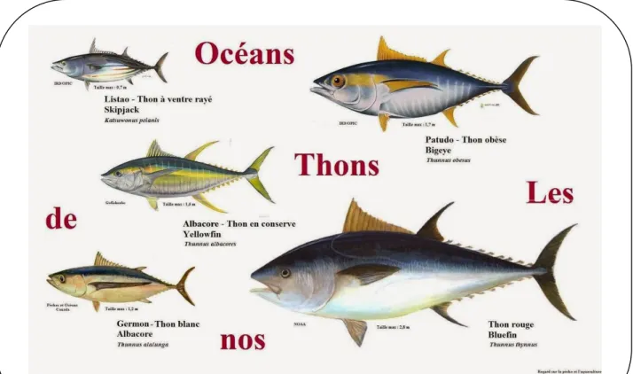 Figure 6 : Les différentes espèces des thonidés. 