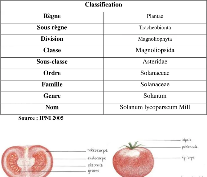 Figure N°1. Coupe longitudinal de la tomate (Anonyme a , 2016)  1.5 Composition biochimique 