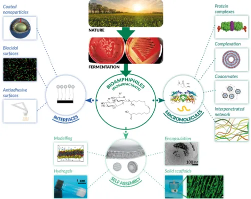 Figure 1 summarizes the content of the review, from nature to bioamphiphiles-based  materials and interfaces