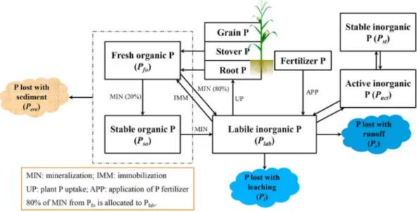 Table S2). Besides the baseline P fertilization, a dynamic P fertilization schedule was used (the optP-D sce- sce-nario)