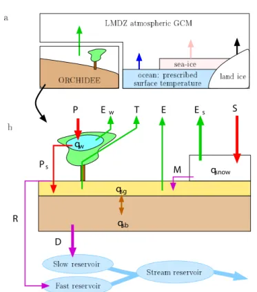 Figure 1b illustrates how ORCHIDEE (ORganizing Carbon and  Hydrology In Dynamic EcosystEms: the land-surface model) represents  the surface water budget