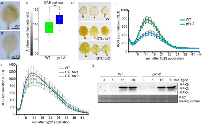 Fig 2. gtl1 mutant shows reduced H 2 O 2 levels in leaves and is compromised in flg22-triggered ROS-burst