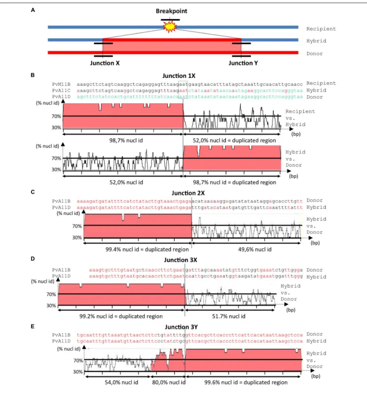 FIGURE 4 | Analysis of junctions from SD‘ events at Co-2 subtelomeric region of chromosome 11 long arm