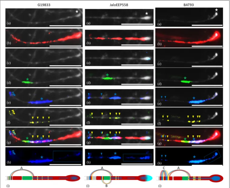 FIGURE 2 | Pachytene FISH mapping of multiple probes at the end of chromosome 11 in common bean genotypes G19833 and JaloEEP558 (Andean) and BAT93 (Mesoamerican)