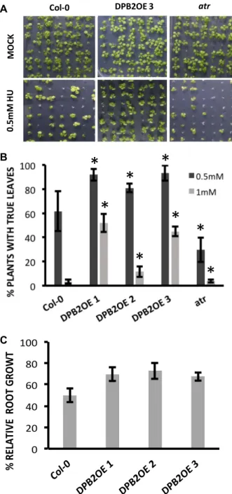 Figure 7. DPB2 over-expression enhances tolerance to replication stress.