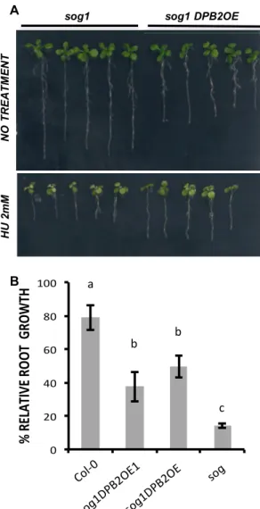 Figure 9. Sterility caused by DPB2 over-expression largely depends on SOG1 and ATR activity