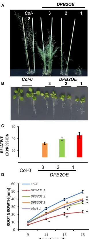 Figure 1. DPB2 over-expression inhibits plant growth. (A) Six-week-old plants display severe dwarfism compared to the wild type