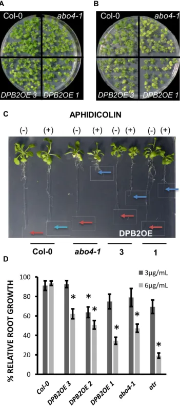 Table 1. Cell cycle length is increased in DPB2OE lines