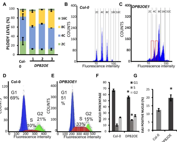 Figure 4. S-phase progression is impaired in DPB2OE plants. (A) Endoreduplication is increased in DPB2OE lines