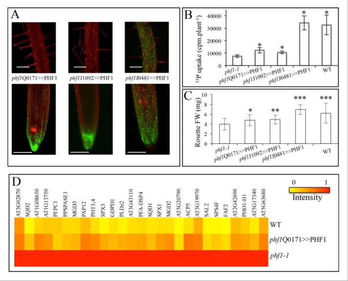 Figure 3. Effect of tissue-specific PHF1 complementation on plant physiology. (A) GFP expression pattern (green) labels root tissues (root tip and mature zone) where PHF1 complementation occurs in three different transgenic lines