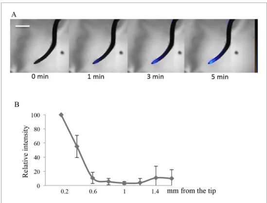 Figure supplement 1. Imaging of 33 P uptake at the Lotus japonicus root tip.