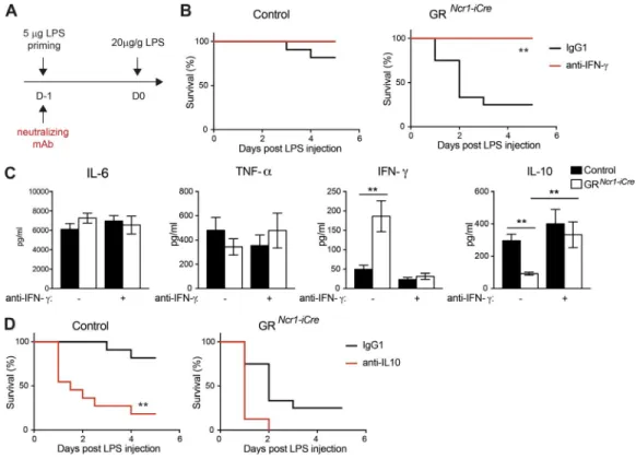Figure 5. IFn- γ  neutralization restores tolerance to endotoxin and IL-10 production in Gr Ncr1-iCre  mice