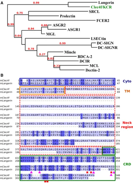 Fig. 1. Evolution and sequence analysis of mouse Clec4f. (A) Evolutionary relationship of mouse Clec4f within the Type II C-type lectin receptor family using the human source sequences from the Genomic Animal Lectin Resource (http://www.