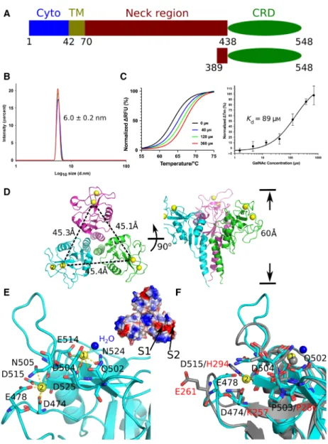 Fig. 2. Overall crystal structure of mouse Clec4f trimer. (A) Schematic representation of the domains present in full-length and truncated mouse Clec4f