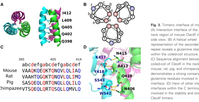 Fig. 3. Trimeric interface of mouse Clec4f.