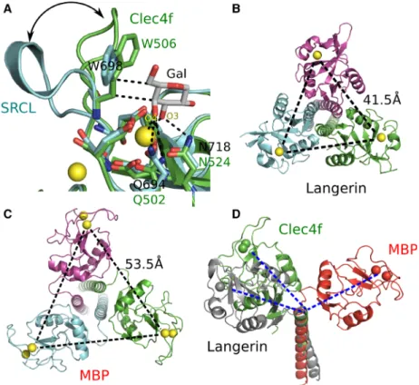 Fig. 4. Comparison of Clec4f trimer assembly to Langerin and other C-type lectin. (A) The alignment of Clec4f (green) with the galactose binding lectin mouse SRCL (PDB: 2OX9) (cyan) in complex with galactose