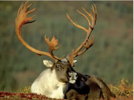 Fig. 1 :  Caribou mâle (© Alaska Pictures).  ■