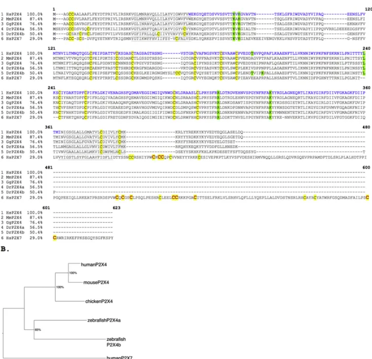 Fig. 1 P2X4 sequences from multiple vertebrates. (A) Multiple alignment of P2X4 from different vertebrate species