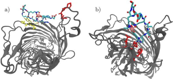 Fig.  7  Cartoon  representation  of  the  transition  state  structures  of  FpvA  (grey  cartoons,  as  seen  from  the  outside  of  the  bacterium)  bound  to  a)  PVDI  and  b)  PVD G173  (per-atom-type colored sticks/pink sphere for Fe 3+ )