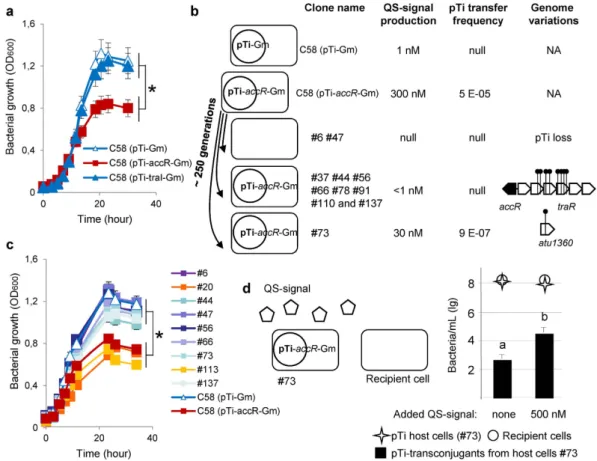 Figure 1.  Emergence of QS-mutants. (a) growth of the A. tumefaciens C58 derivatives carrying the pTi-Gm  (no conjugation and wild type low level signal), pTi-traI::Gm (no conjugation and defective for  QS-signal) and pTi-accR::Gm (constitutive AccR-regulo