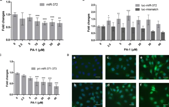 Figure 4.  RT-qPCR quantification of miRNA after a 4-day treatment with 25  μM of compound PA-1 or  transfection with 10 nM antimiR-372-373 oligonucleotide (AS372/373) or scrambled oligonucleotide (SC)