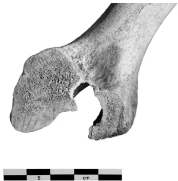 Fig. 8 : humérus gauche de Porc (US 3272), scié à son extrémité  distale. (cl. A. Borvon).