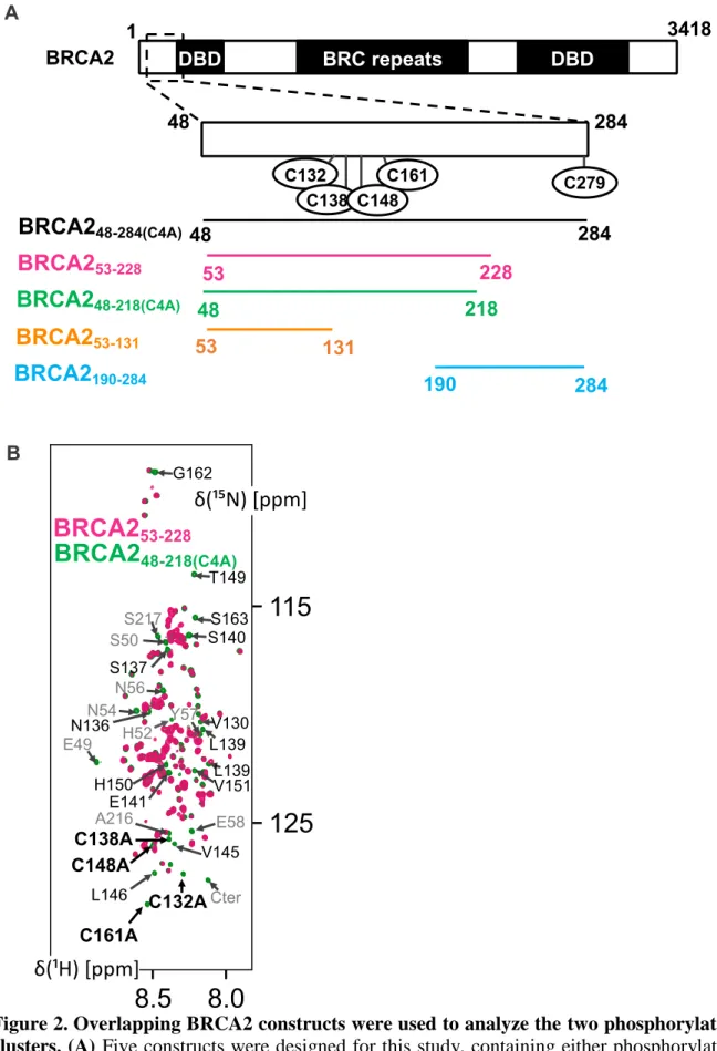 Figure 2. Overlapping BRCA2 constructs were used to analyze the two phosphorylation  clusters