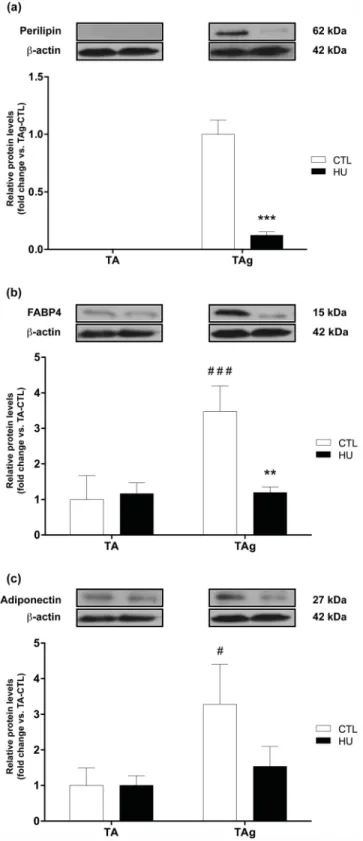 Fig 4. Protein expression levels of mature adipocyte markers. Perilipin (a), FABP4 (b) and adiponectin (c) protein content of saline-injected (TA) and glycerol-injected (TAg) tibialis anterior from control (CTL) and hindlimb unloading (HU) mice