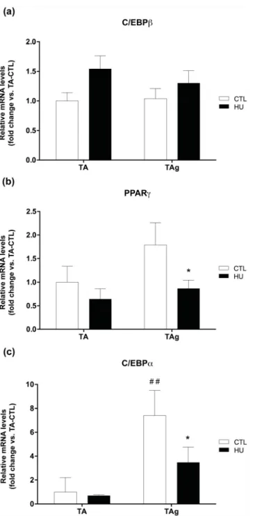 Fig 6. Changes in mRNA induction of adipogenesis markers. C/EBP β (a), PPAR γ (b) and C/EBP α (c) mRNA levels of saline-injected (TA) and glycerol-injected (TAg) tibialis anterior from control (CTL) and hindlimb unloading (HU) mice