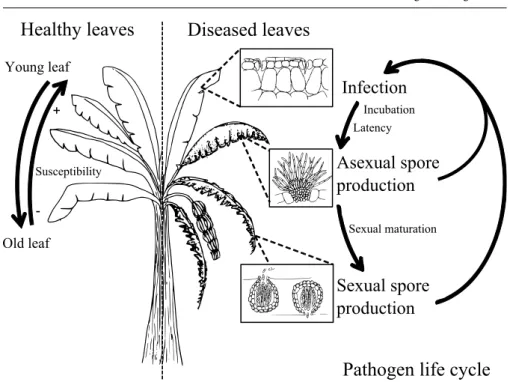 Fig. 3 The development of Sigatoka diseases on a banana tree. Left. Approximately once a week, a young banana leave deploys at the top of the trunk and develops for several weeks, going down as new leaves are produced