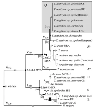 Fig. 4. Phylogenetic relationships and divergence times of the Q/q genes.