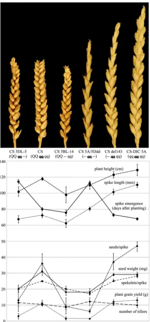 Fig. 5. Steady-state level of 5AQ/q, 5Bq, and 5Dq transcripts in mutant lines relative to the wild-type wheat CS